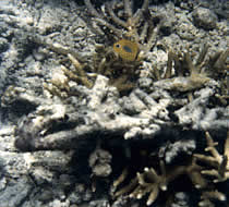 abgestorbene Korallen